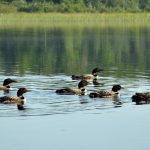 Lake Namakagon Loons